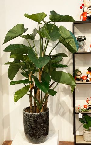DECORAÇÃO DE ALOCASIA - 592-312255
